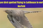 Rare Bird Sightning Salthouse