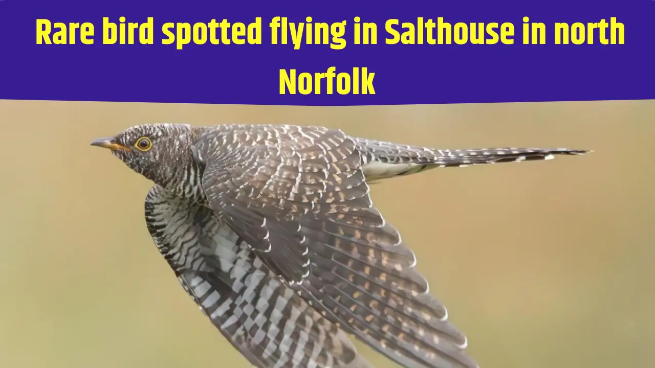 Rare Bird Sightning Salthouse